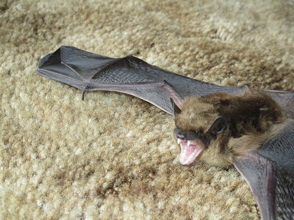 Bat Closeup